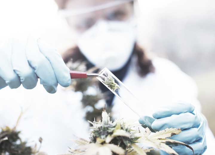 The Medical Cannabis Sector: Challenges in Brazil