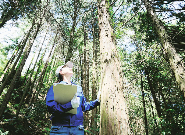 Visão inferior de fiscal ambiental, vestindo calça jeans, blusa azul e boné, olhando para a parte superior de um tronco de árvore dentro de uma floresta, cercada de outras árvores